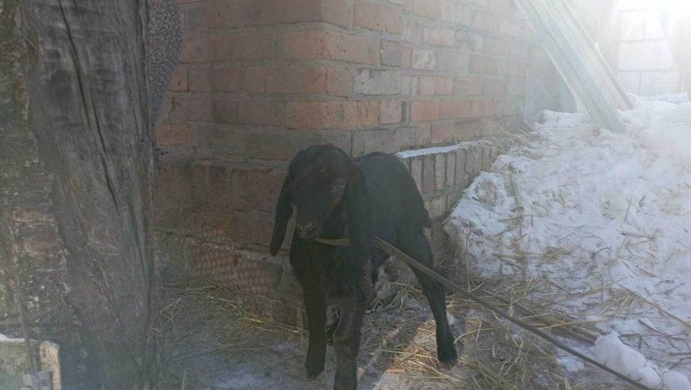 Продам англо нубійських козеняь