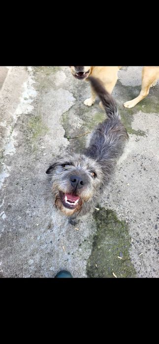 Cadela para Adoção