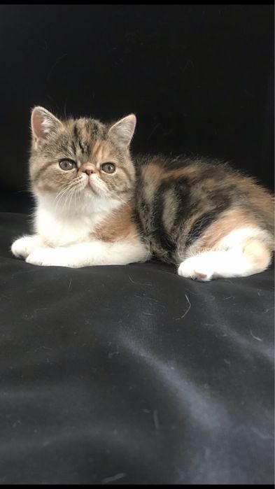 Котенок-девочка , редкого окраса , экзотической короткошерстной породы