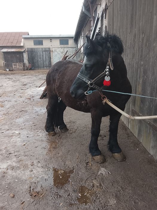 Klacz kara zimnokrwista