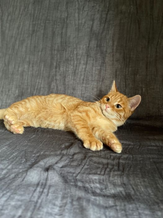 Котята котики отдам котенок мальчик