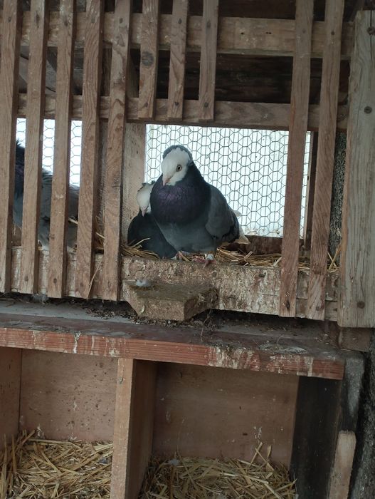 Sprzedam gołębie białogłówki