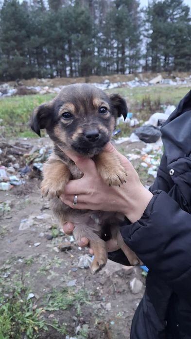 Цуценята шукають господарів