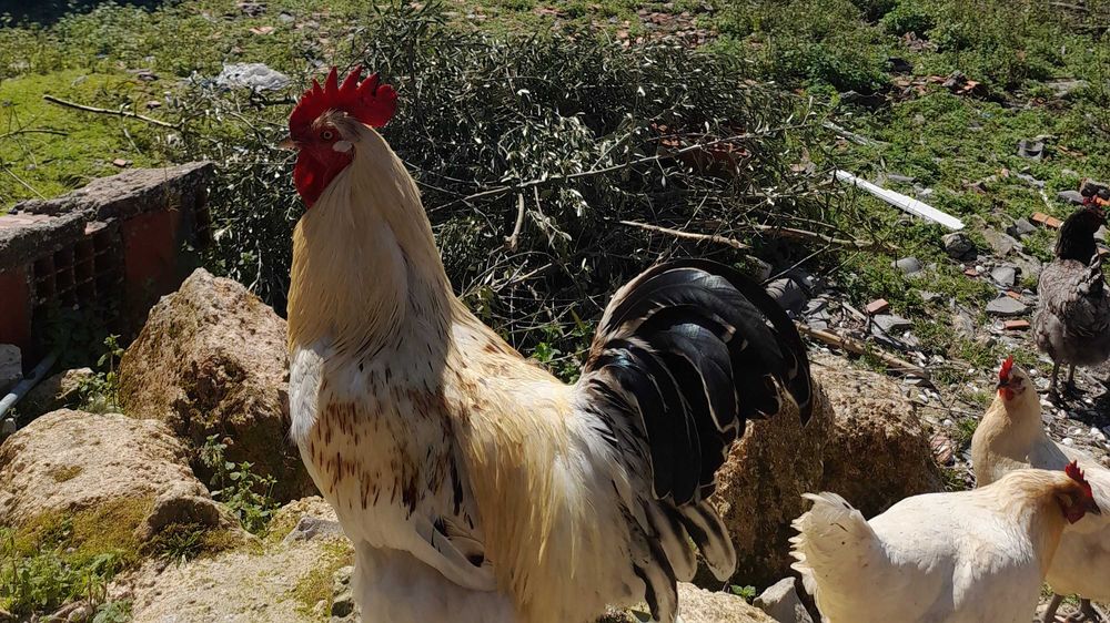 Vende animais de quinta