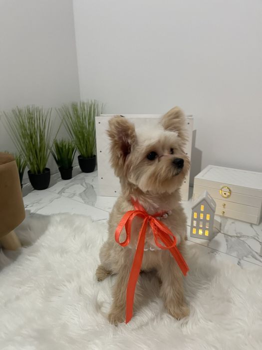 Помапу — Лише 4 дівчинки! Ідеальна можливість