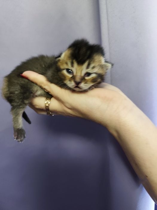 Бронювання кошенят