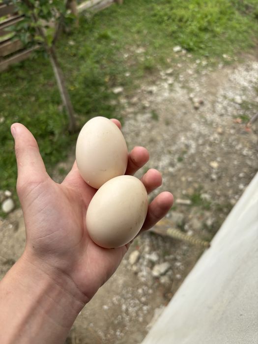 Продам качині яйця на інкубацію  від качок