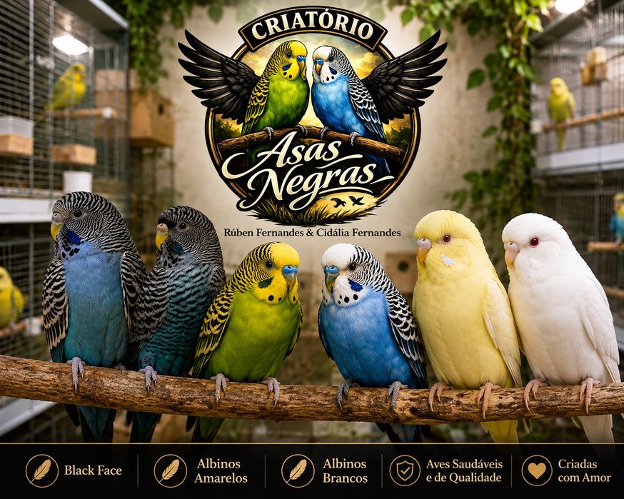 Piriquitos Australianos