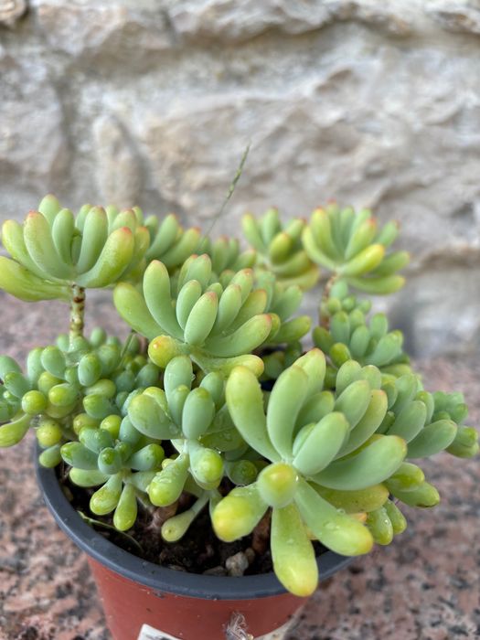 Suculentas sedum  etc