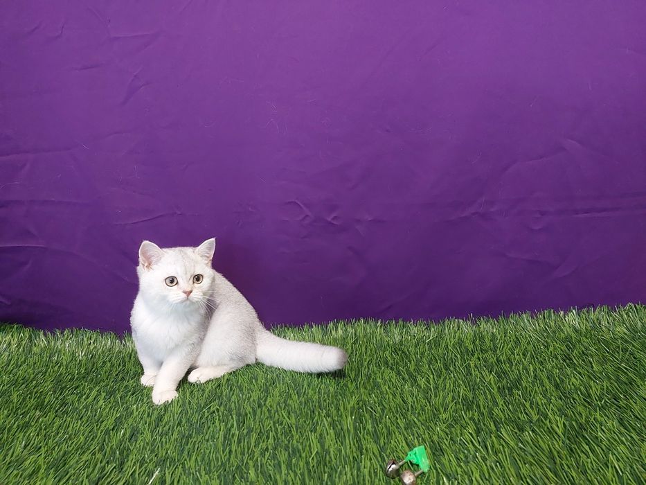 Срібна шиншилла кошенята