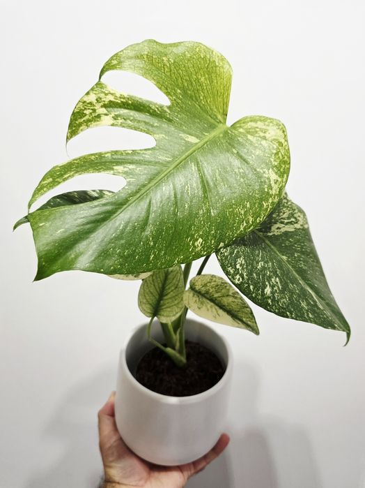Monstera Deliciosa Mint