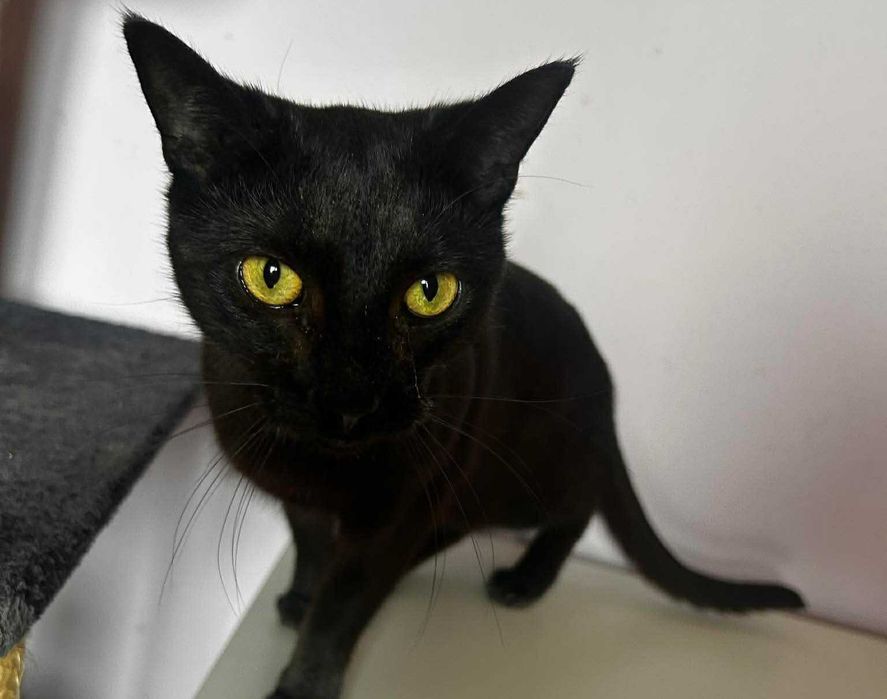 Wrażliwa Iskra szuka domu- kotka do adopcji