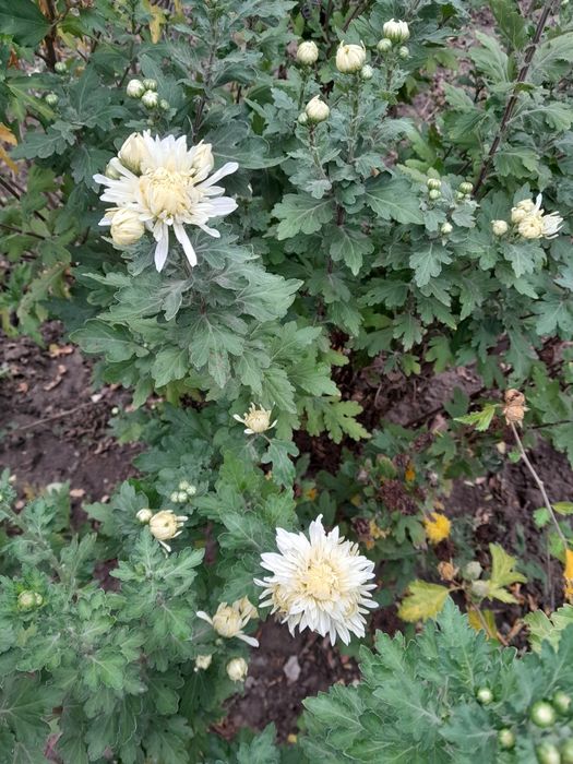 Продам хрезантеми