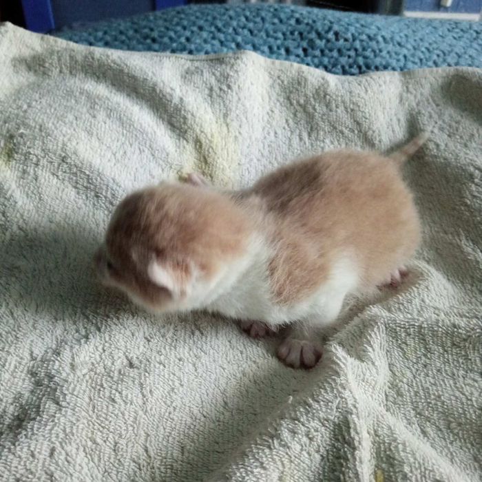 Кошенята,_ в добрі руки