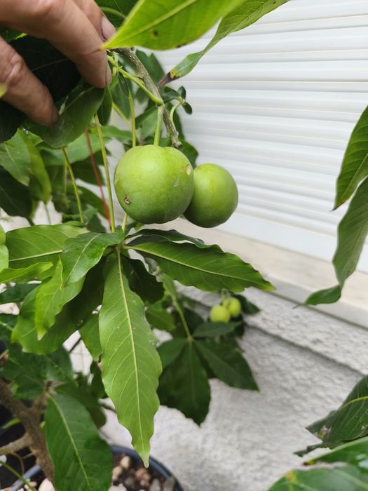 Árvores exóticas e tropicais