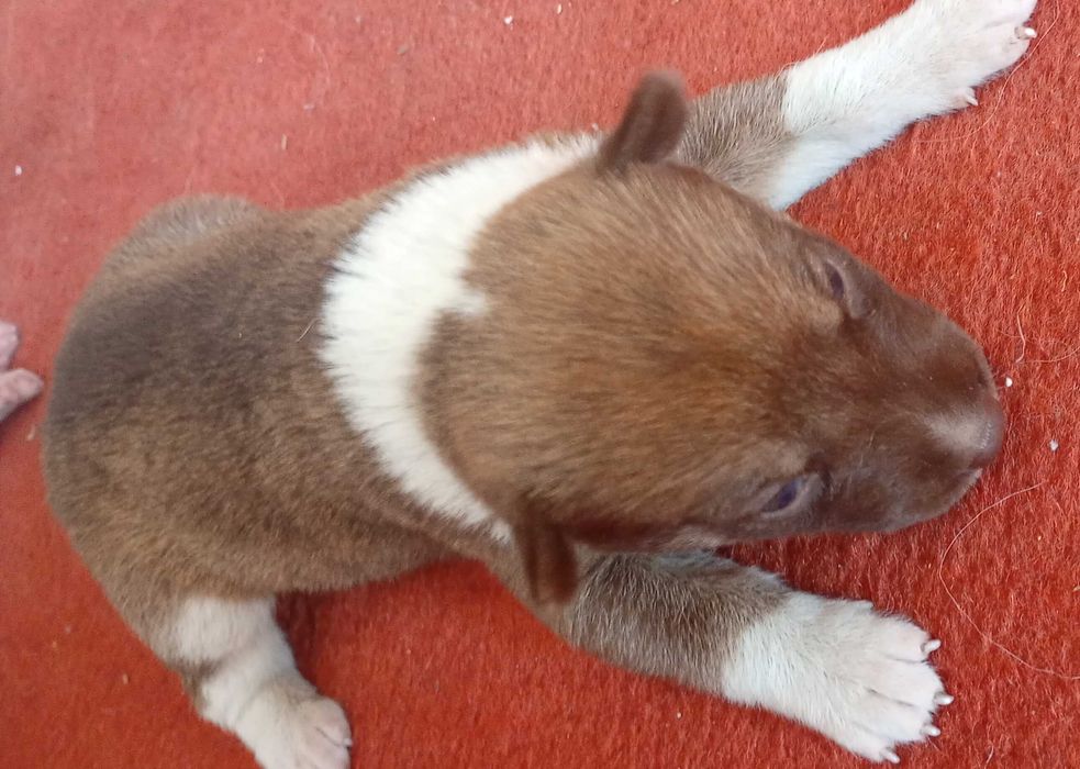щенки акиты - шибу. мама на фото