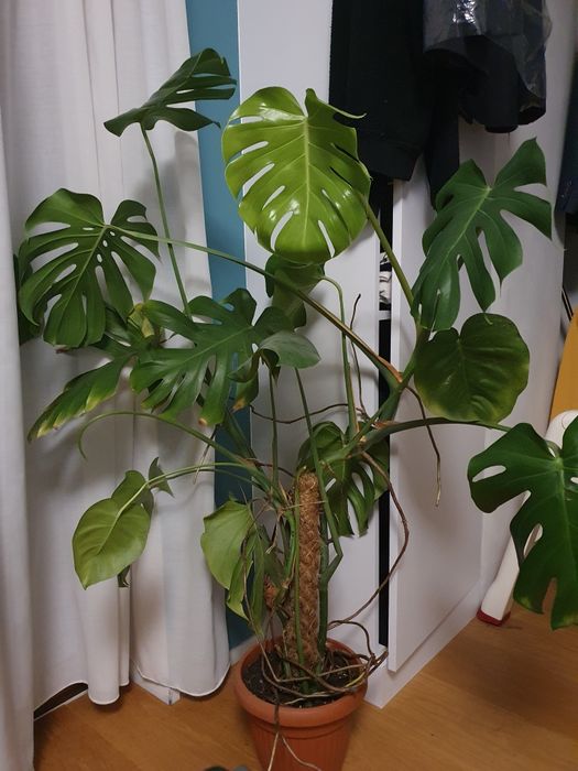 Monstera deliciosa (dziurawa)