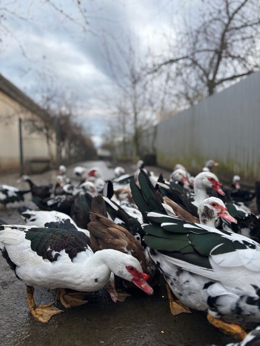 Індокачки важкої німецької лінії