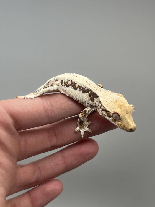 Gekon orzęsiony lily white wyprawka transport