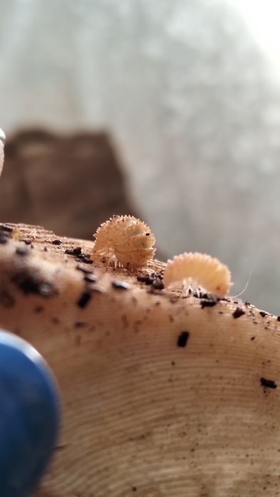 Isopods ( Bicho da Conta )