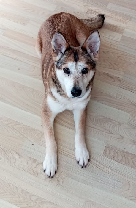 Przepiekna Sunia Nora szuka domku
