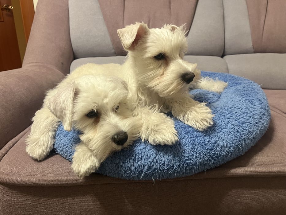 Цуценята білого цвергшнауцера