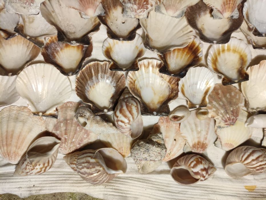 Muszelki morskie