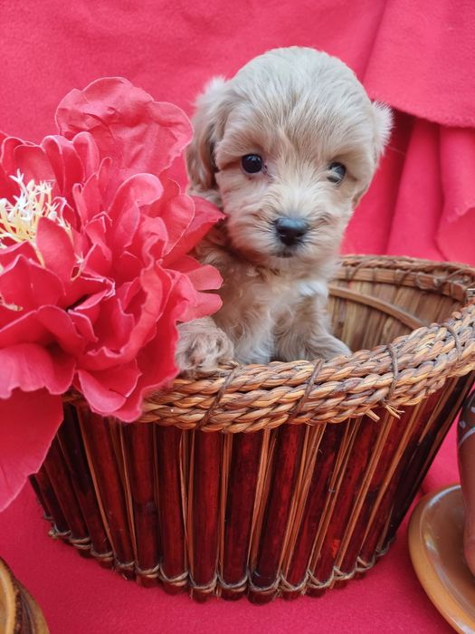 Радість  у вашому домі-хлопчик Мальтіпу  Ф1.