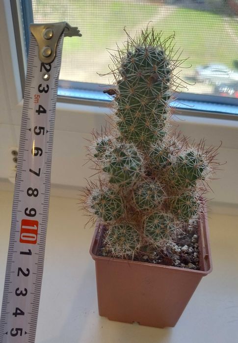 Детки кактуса  маммиллярии крупноцветковой Mammillaria mazatlanensis