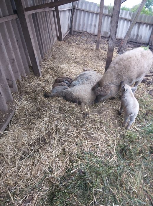 Поросята,свині мангалиця чистопородна.