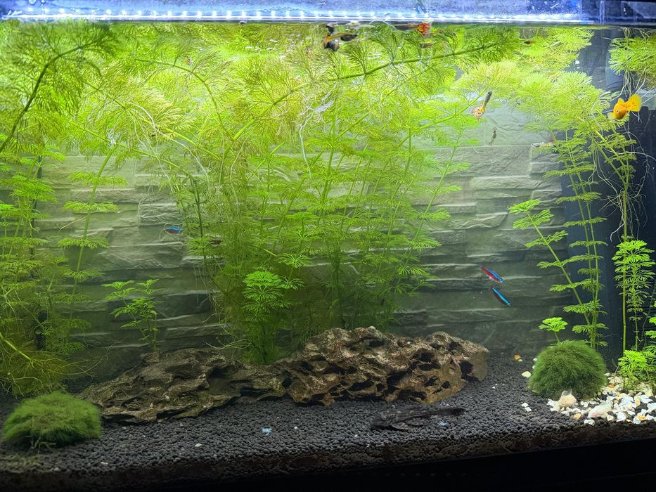 Aquario 87L completo com movel