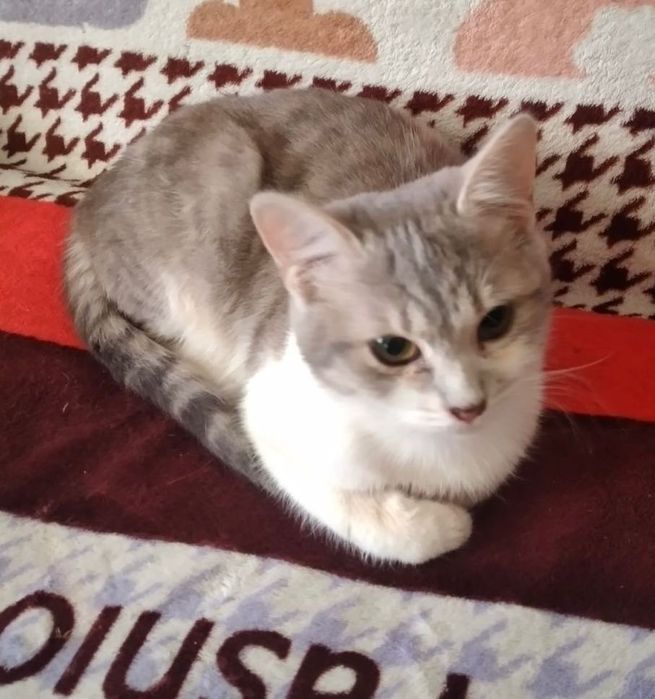 Красуня Зефірка шукає дім