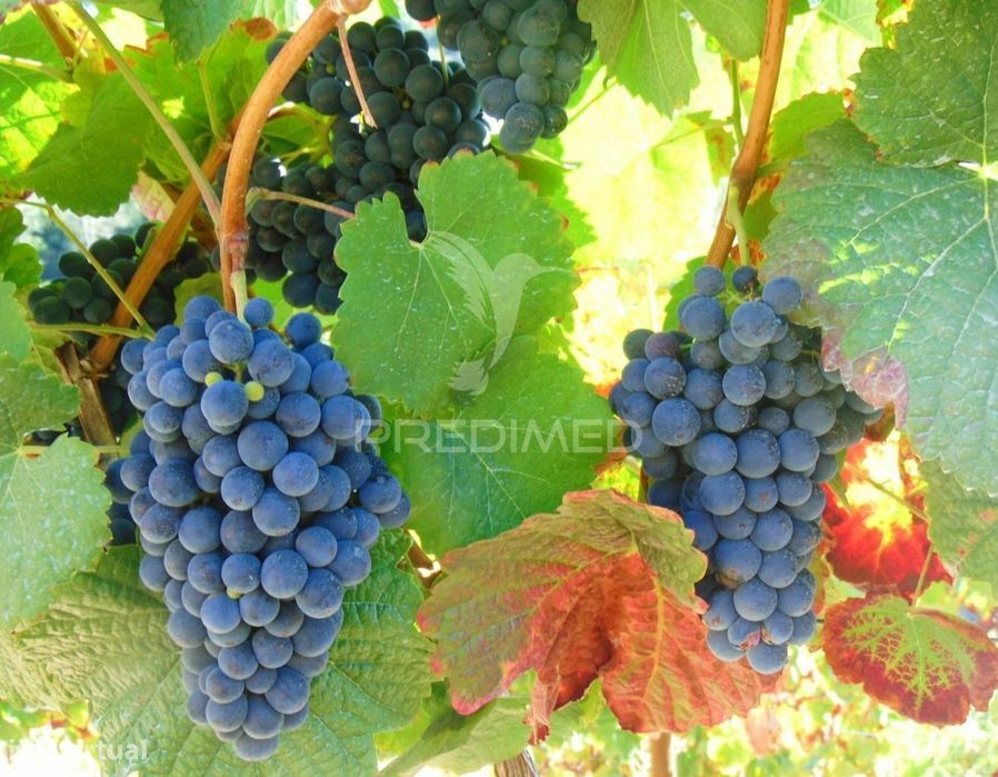 Vineyard in production in the Alto Douro Wine Region