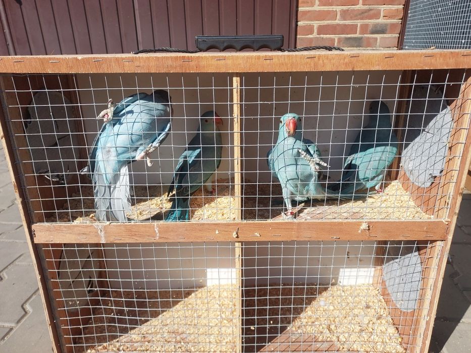 Sprzedam Aleksandretty Obrożne