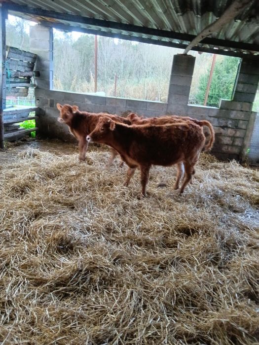 Lote de vitelas limousines e cruzadas de limousines