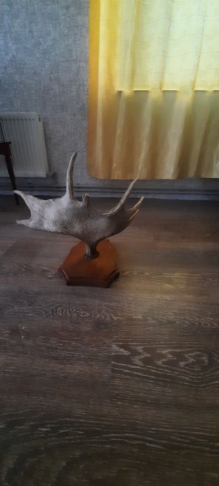 Роги стан на фото