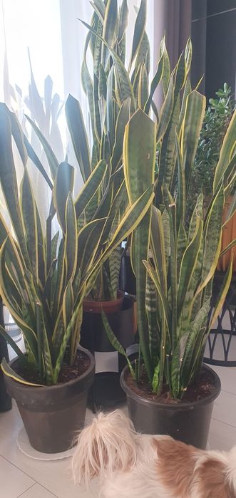 Sansewieria Gwinejska