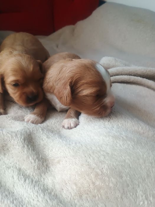 Cavalier King Charles Spaniel, cavapoo F1b