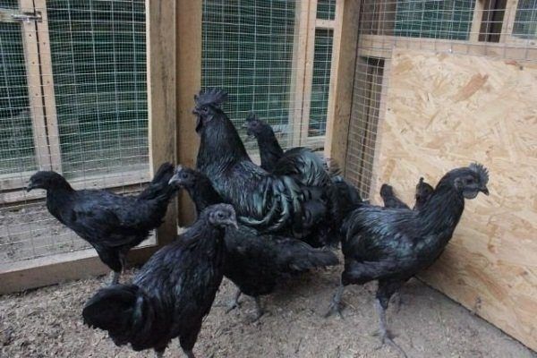 Продаж Аям Цемани курок півнів опт роздріб