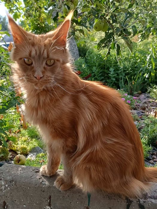 Кошеня Мейн Кун  мейнкун