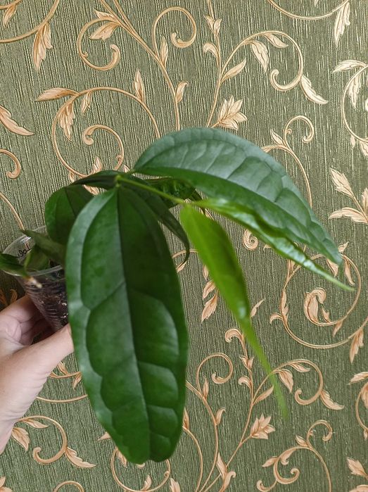 Хойя, гарні сорти.