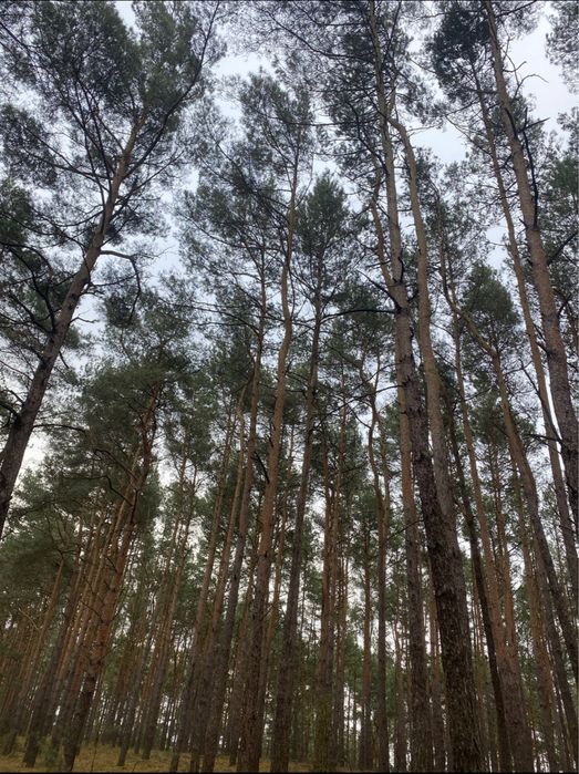 Sprzedam drewno opałowe