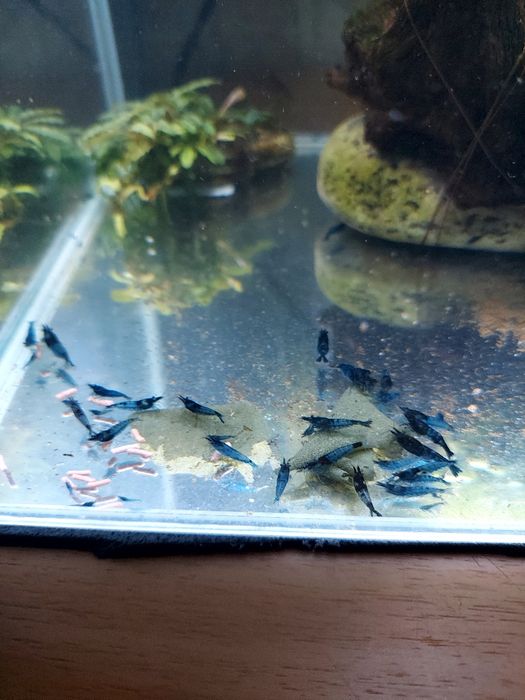 Krewetki neokardina blu niebieskie