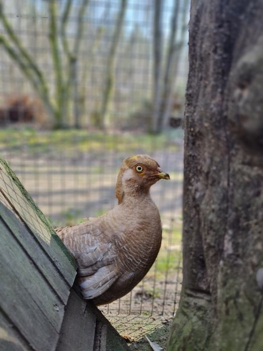 Bażant bananowy samiec