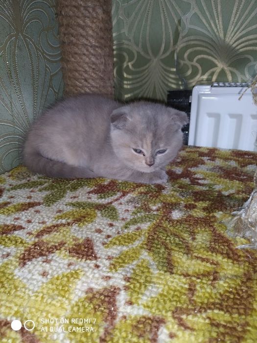 Британский кот ждет девочку для вязки.
