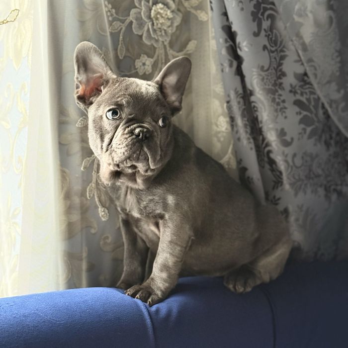 Французкая девочка ищет себе семью:)