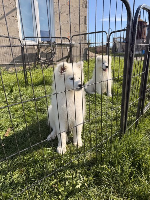 Szczenię samoyed samczyk