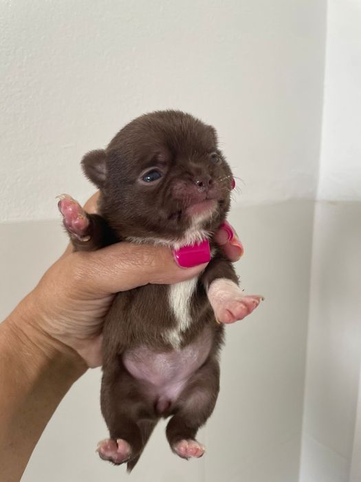 Chihuahua  fêmea pelo curto