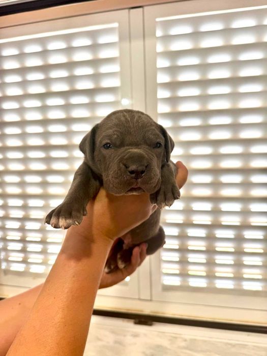 Cane Corso Italiano com LOP