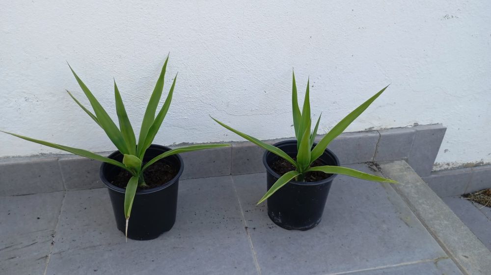 Yucca planta 25 cm